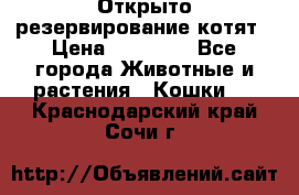 Открыто резервирование котят › Цена ­ 15 000 - Все города Животные и растения » Кошки   . Краснодарский край,Сочи г.